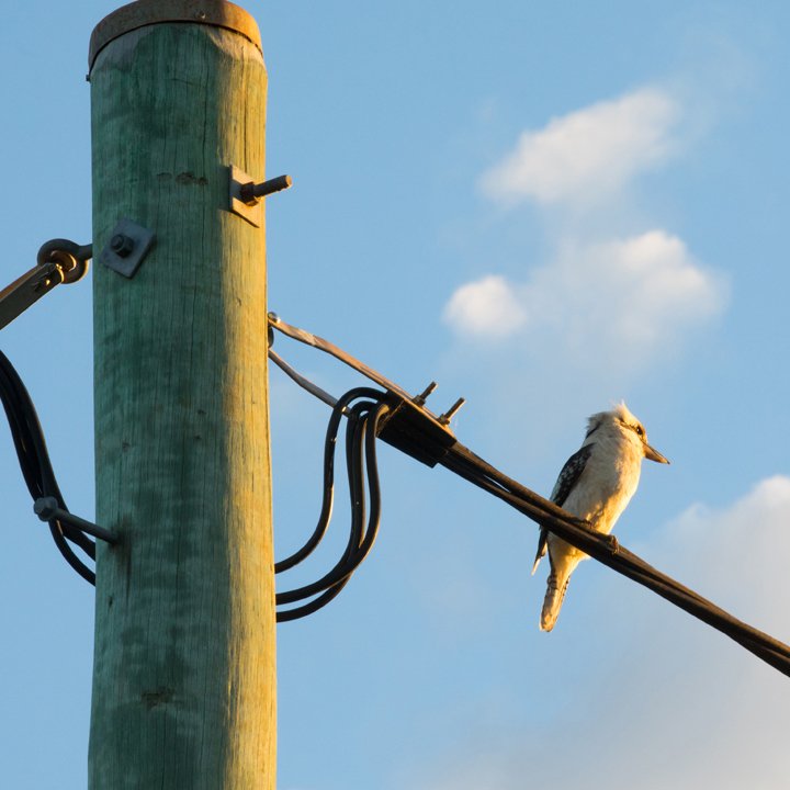 electricity pole and wires